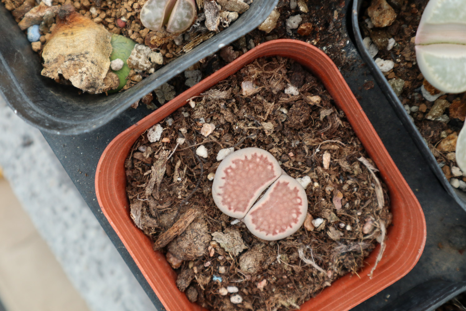 Lithops