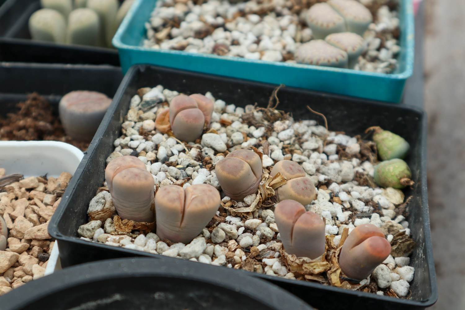 Lithops