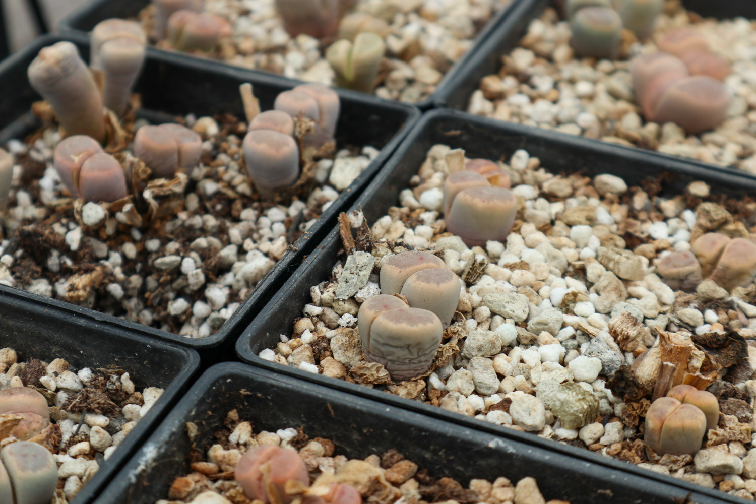 Lithops