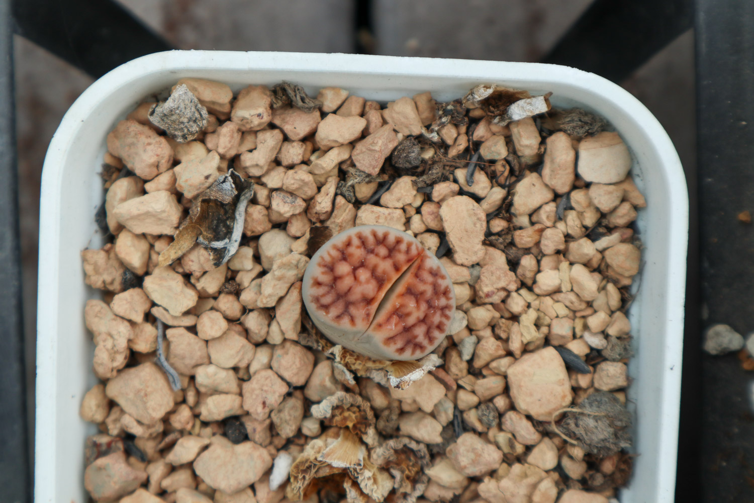 Lithops