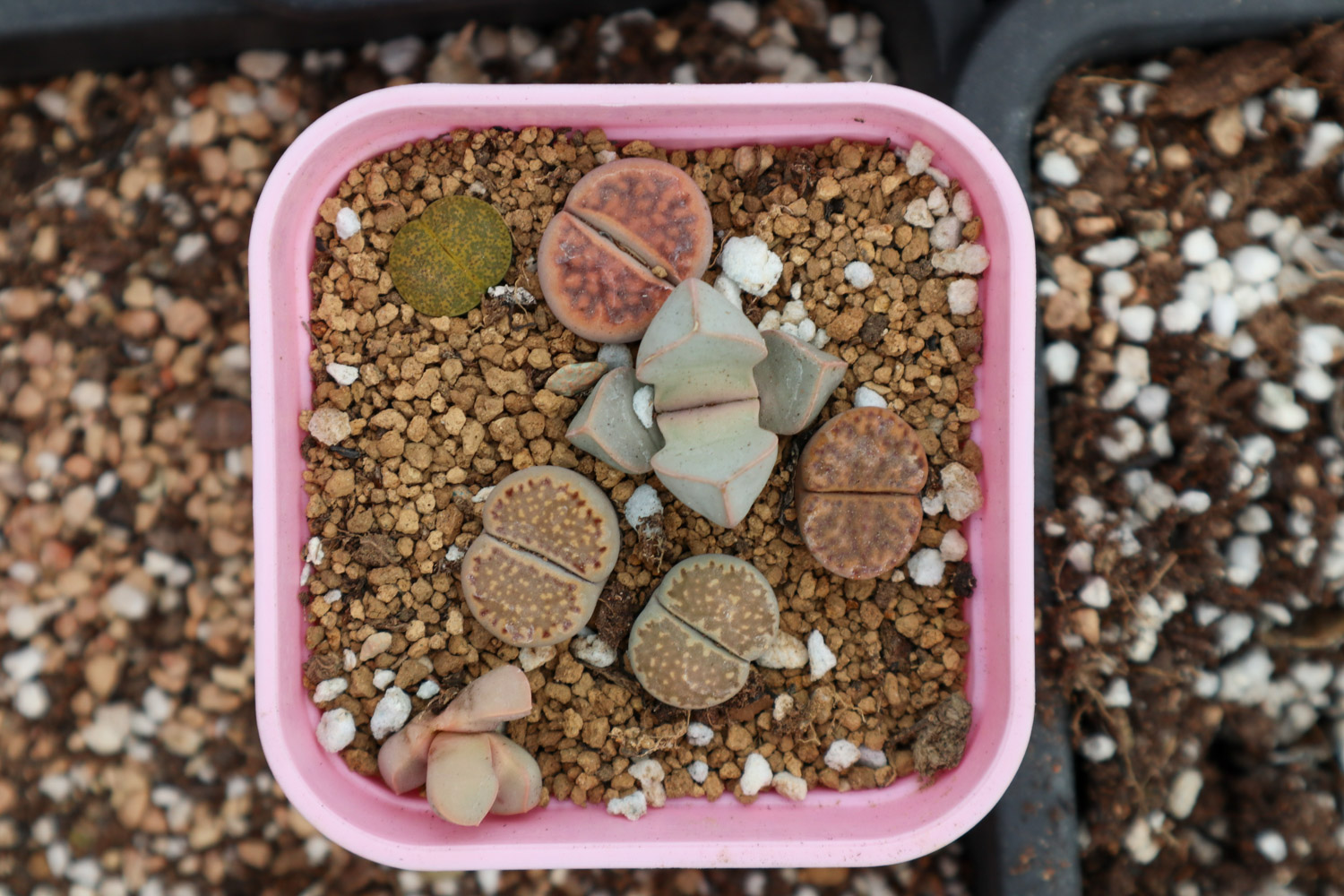 Lithops