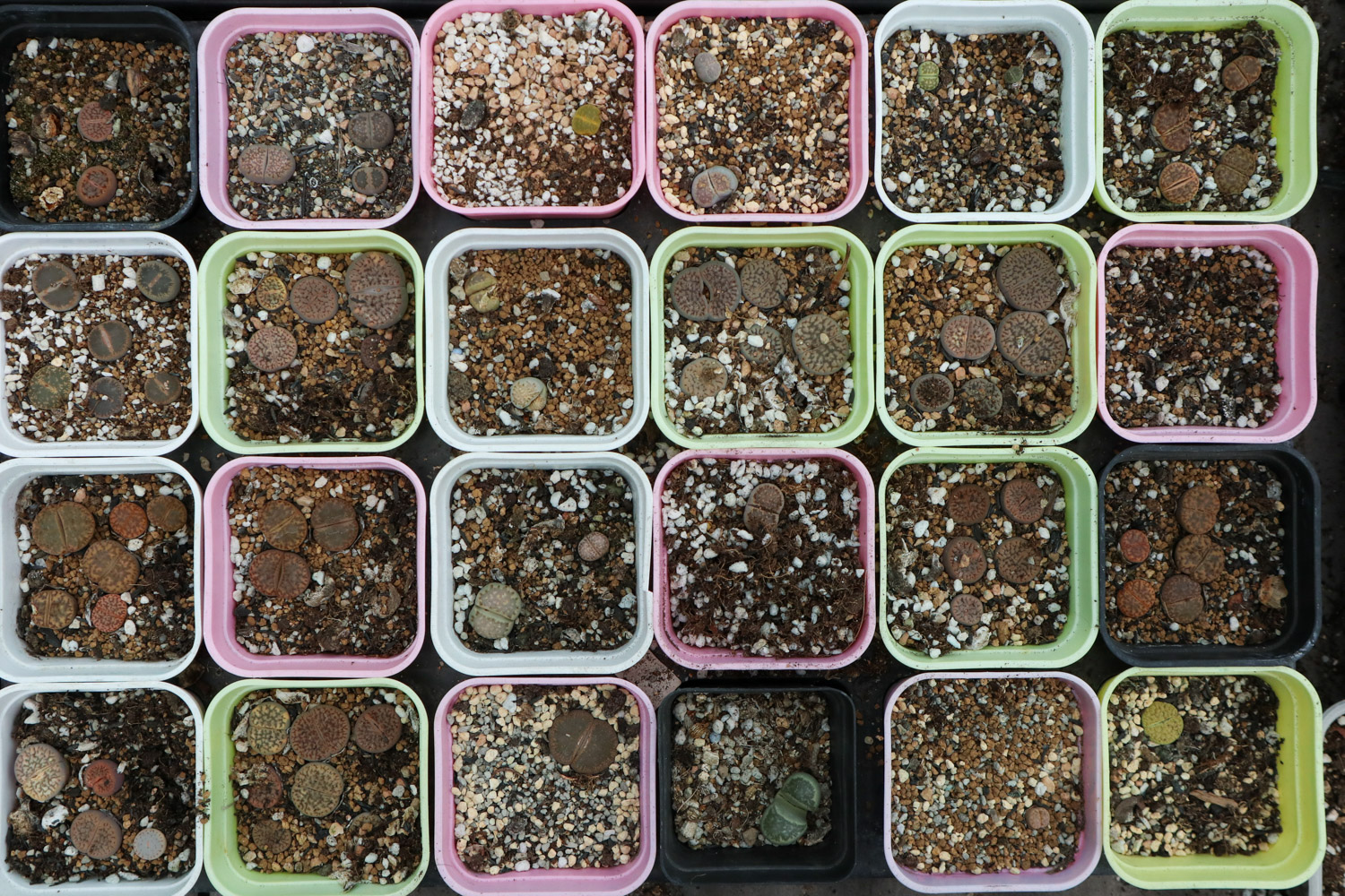 Lithops