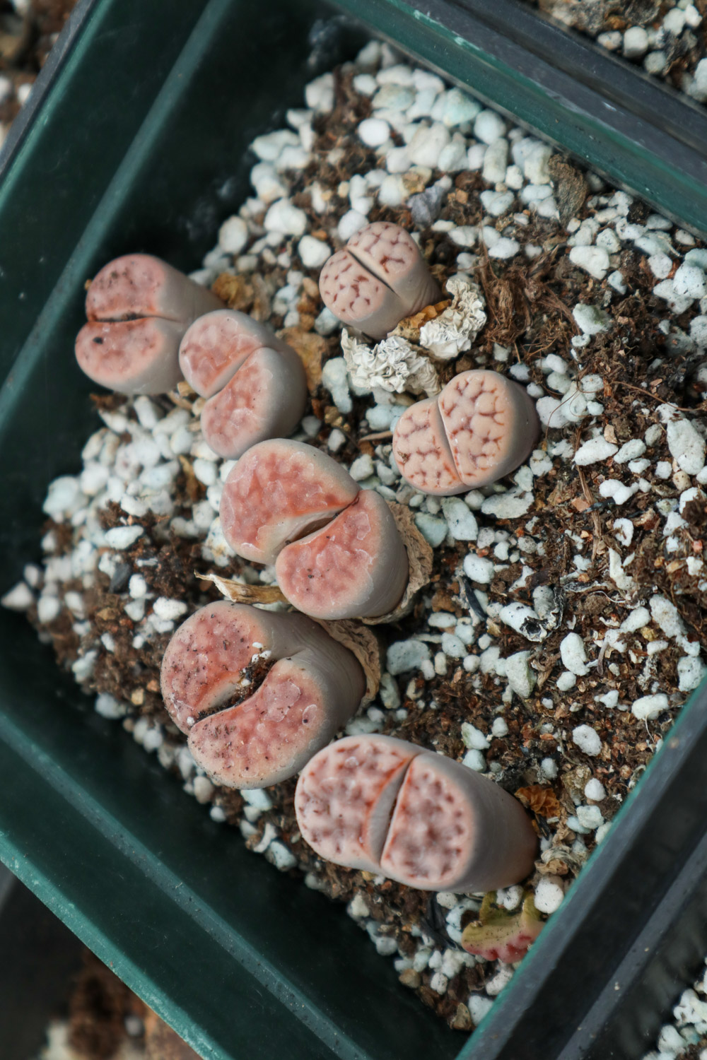 Lithops