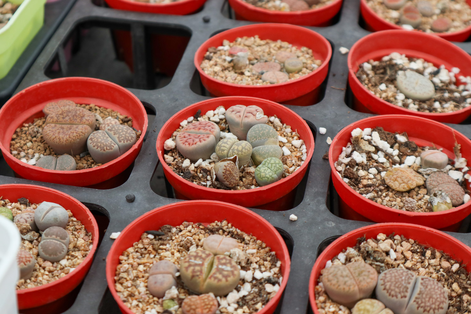 Lithops