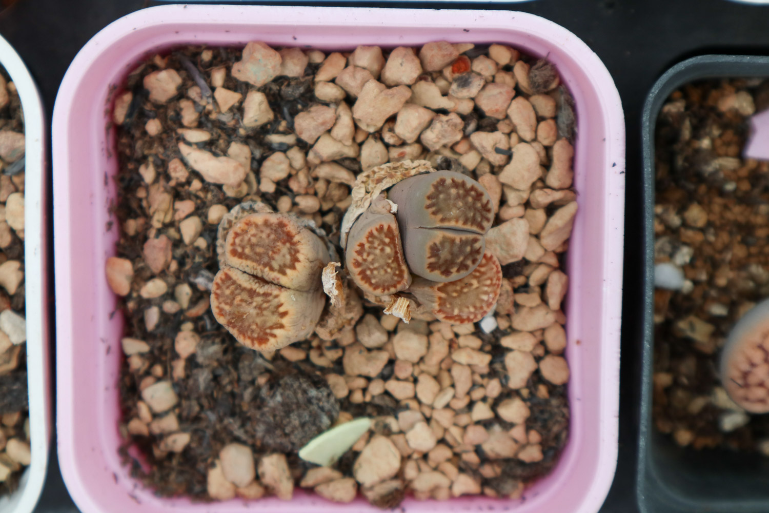 Lithops