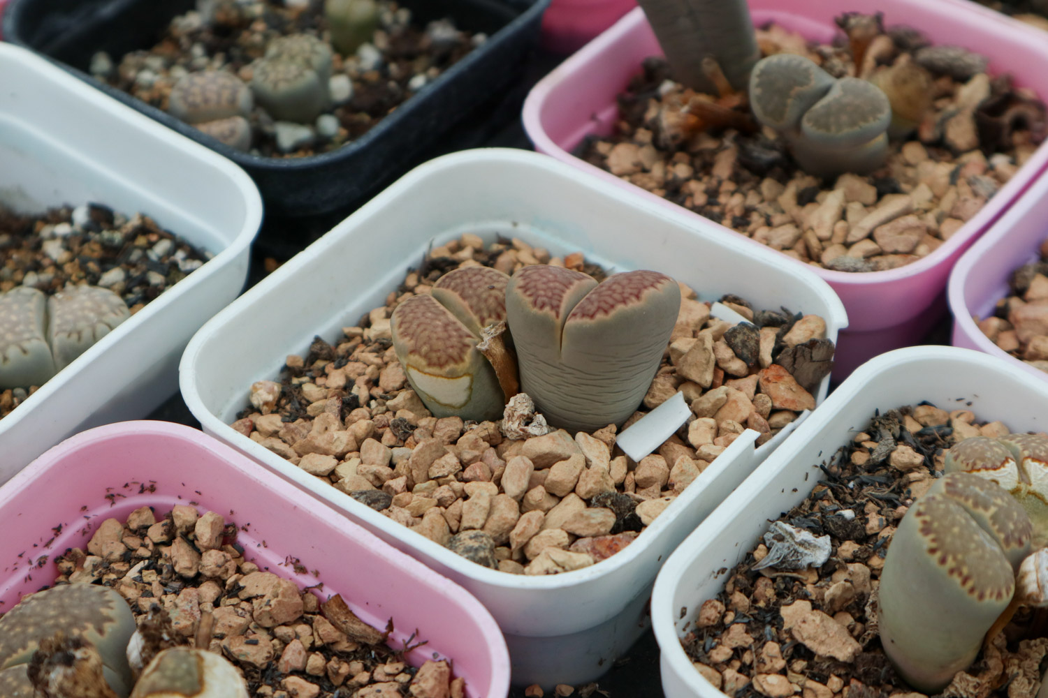 Lithops