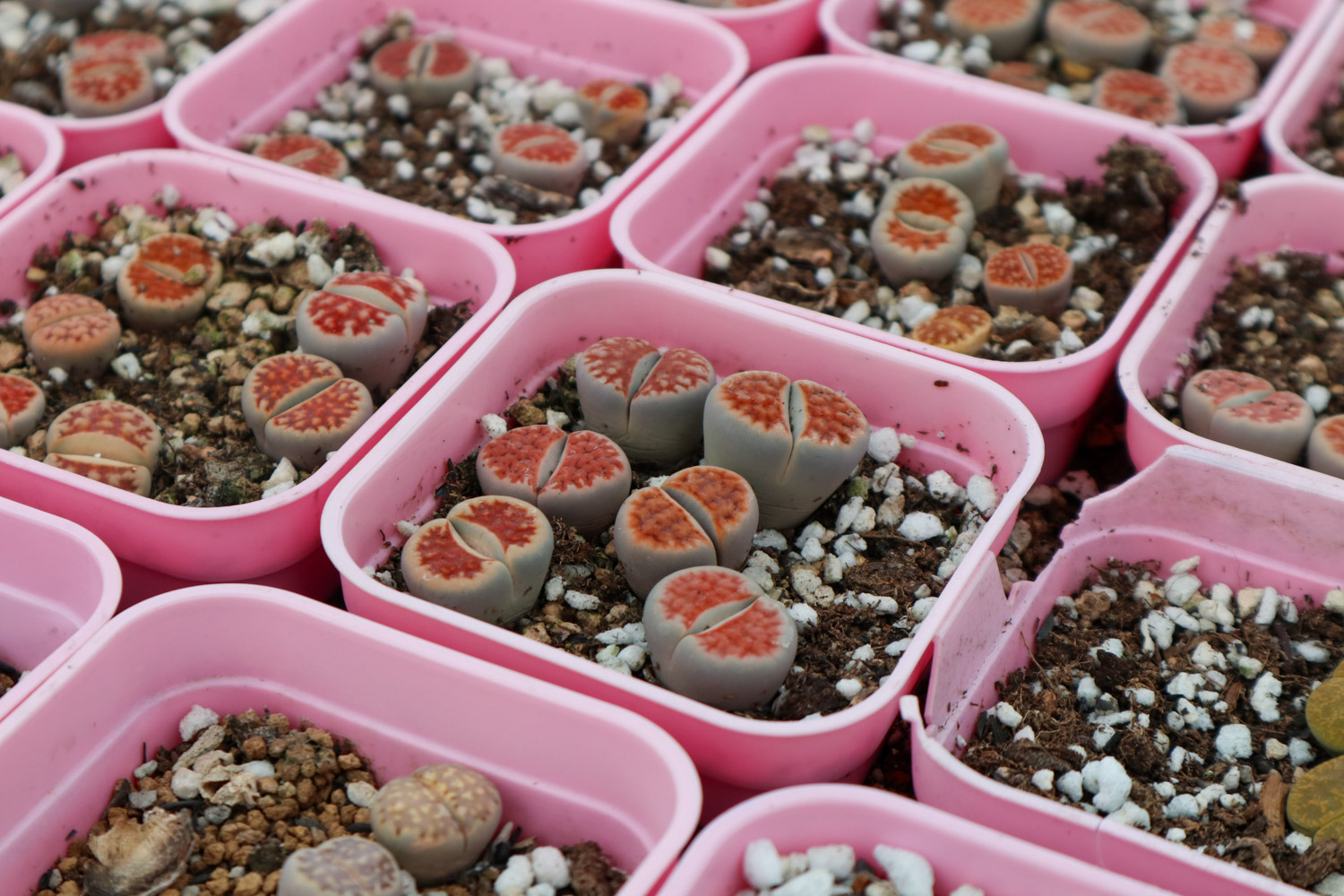 Lithops