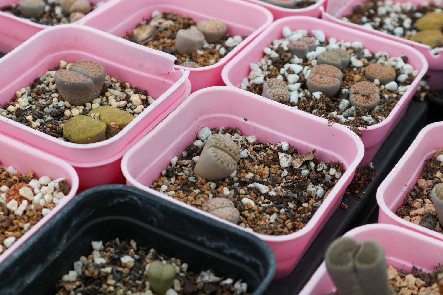 Lithops