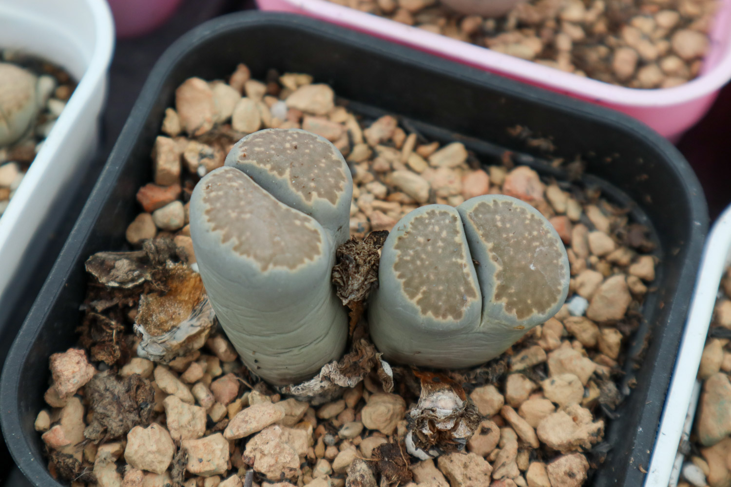 Lithops