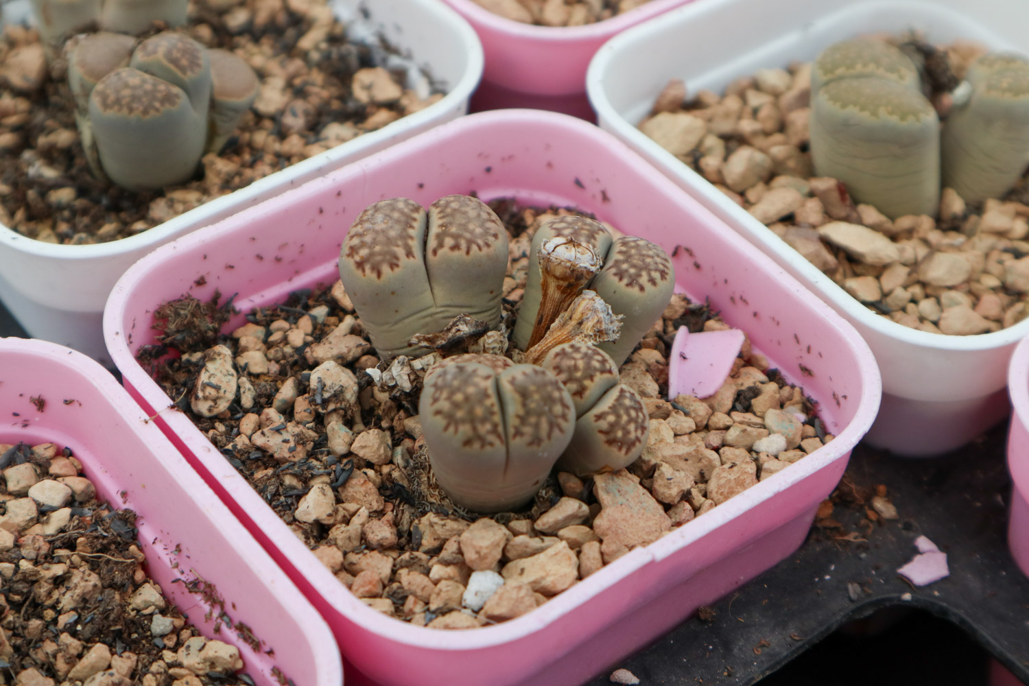 Lithops