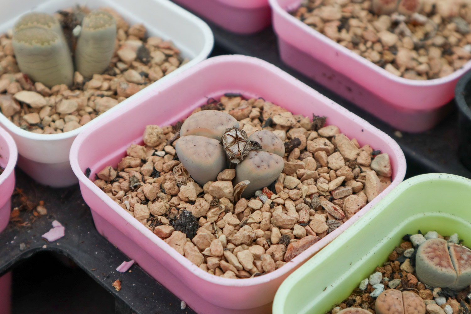 Lithops