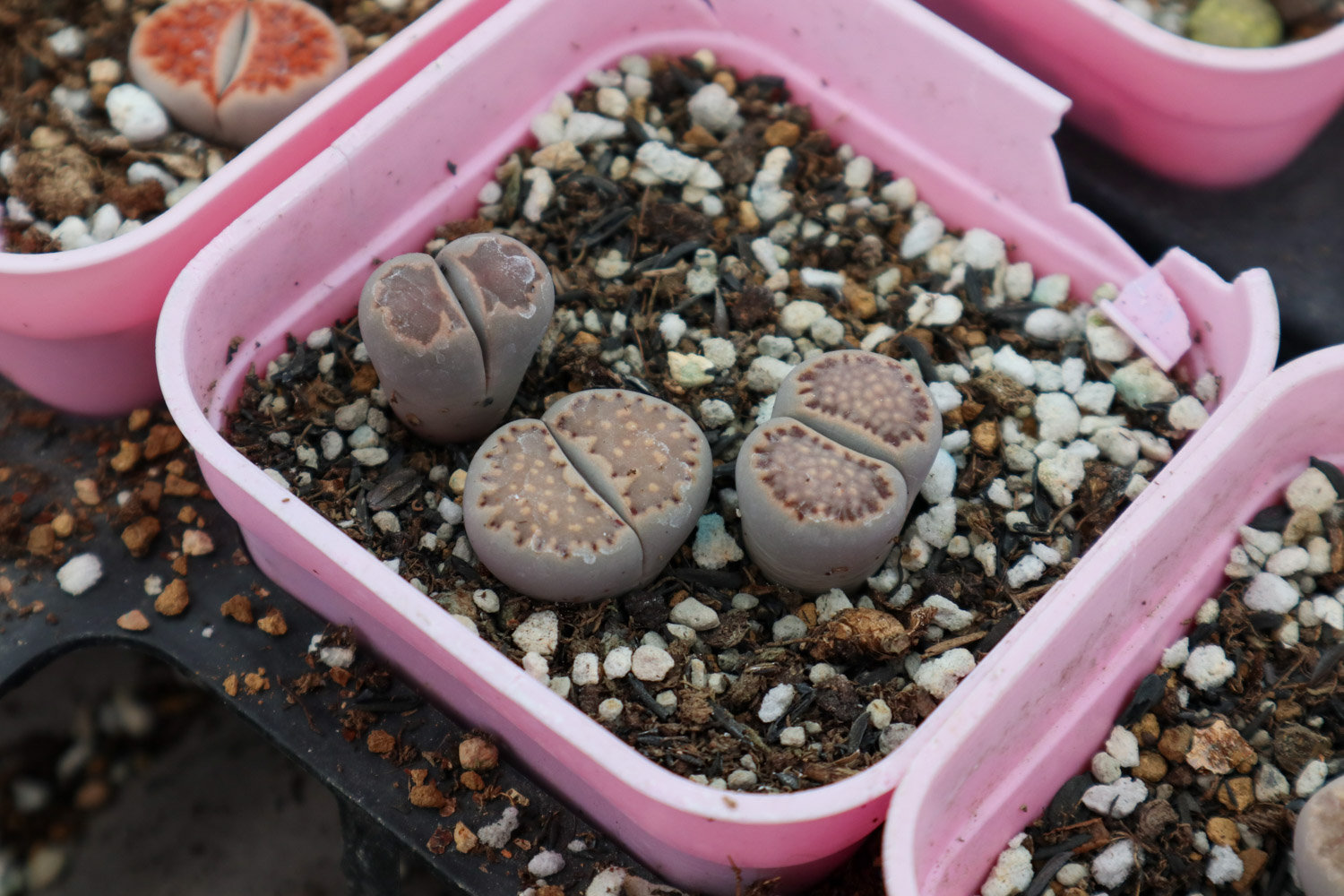 Lithops