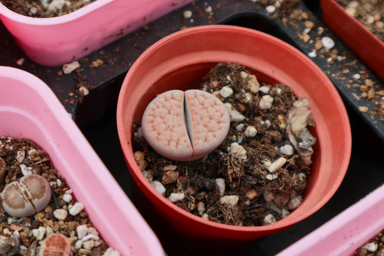 Lithops