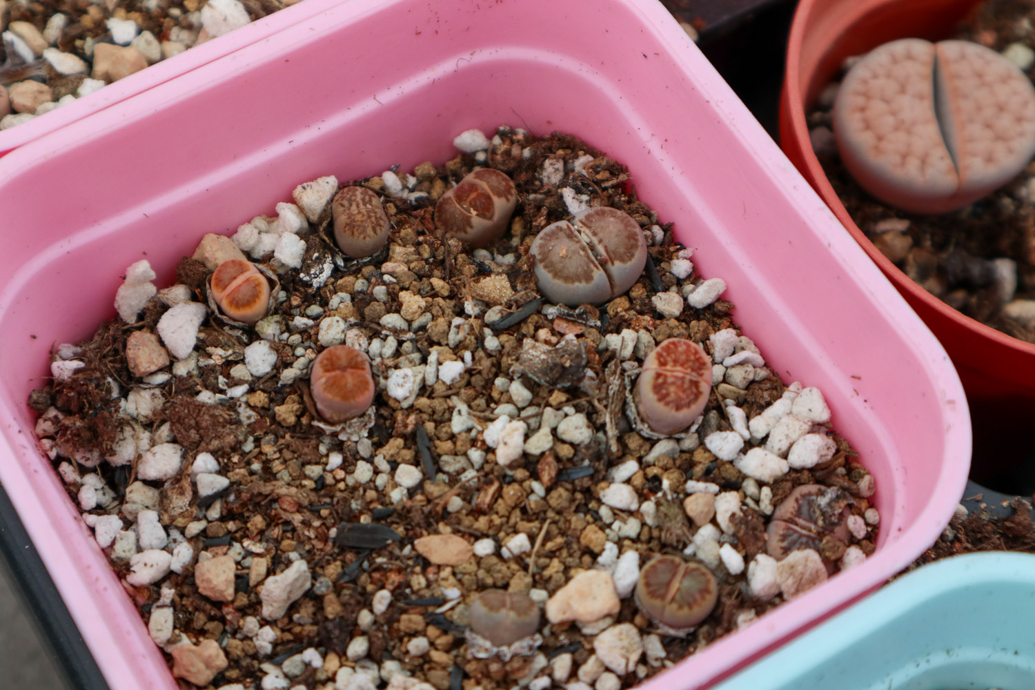 Lithops