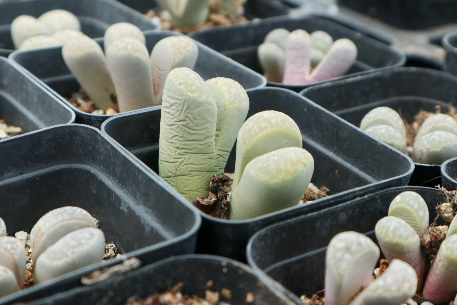 Lithops