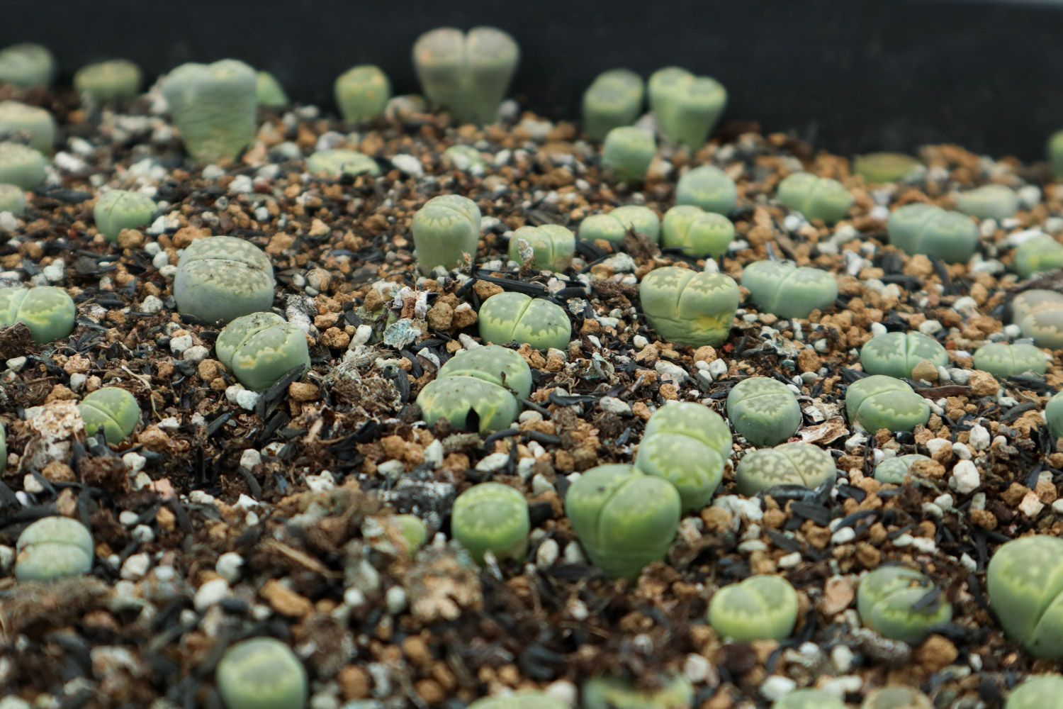 Lithops