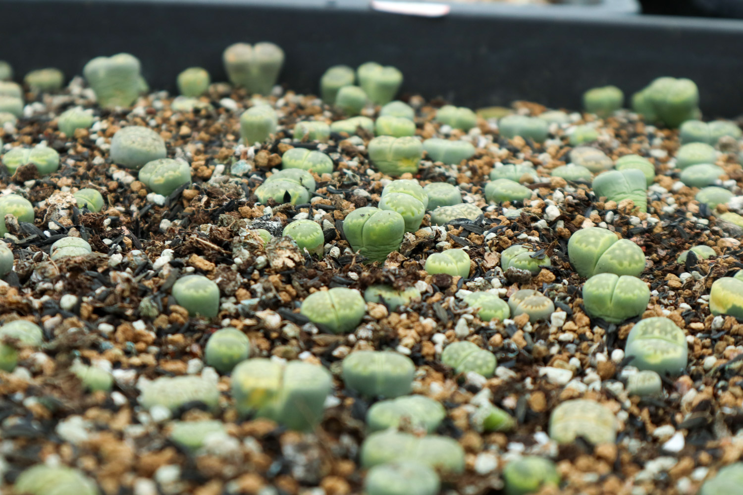 Lithops