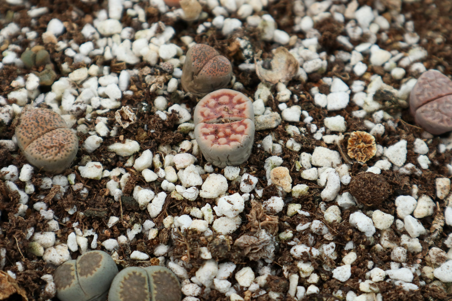 Lithops