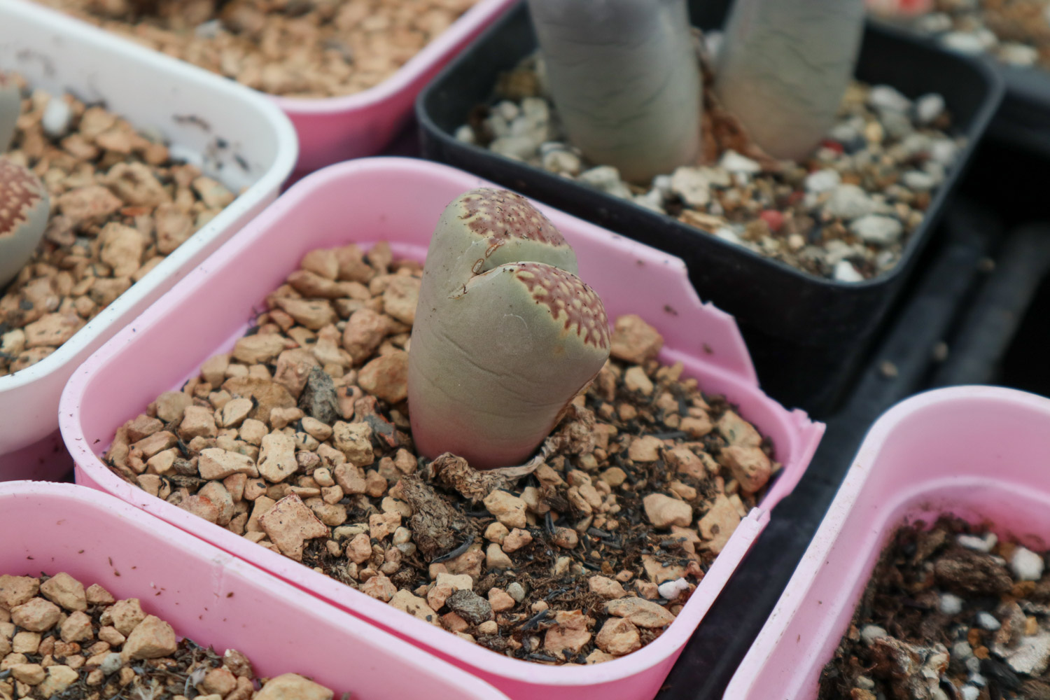 Lithops