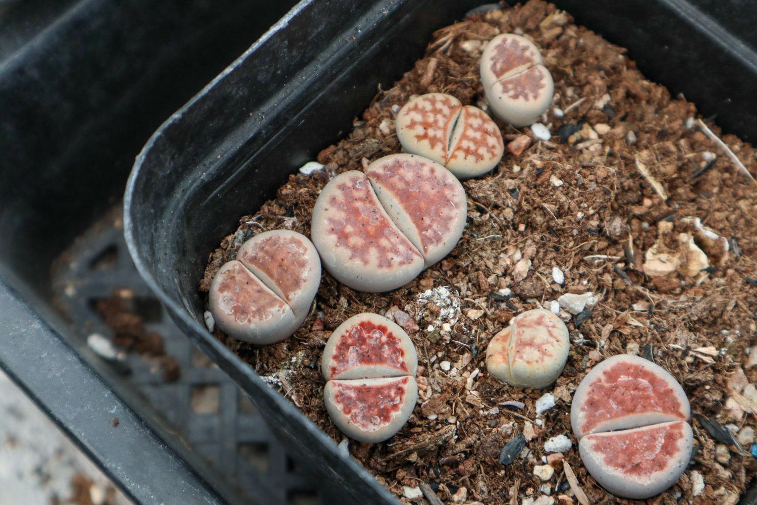 Lithops