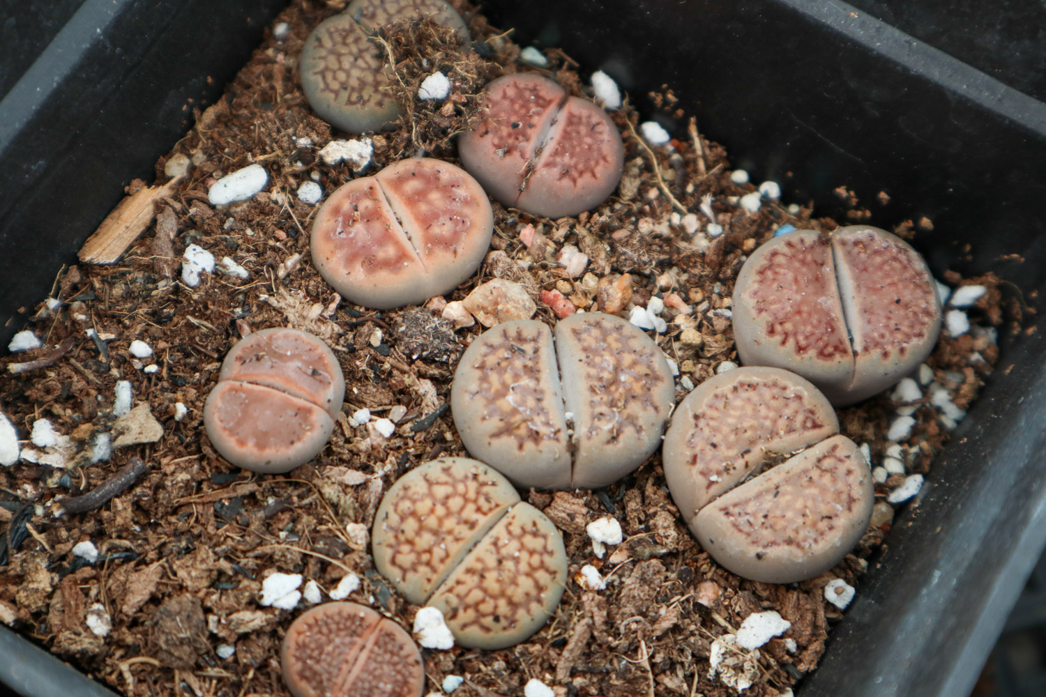 Lithops