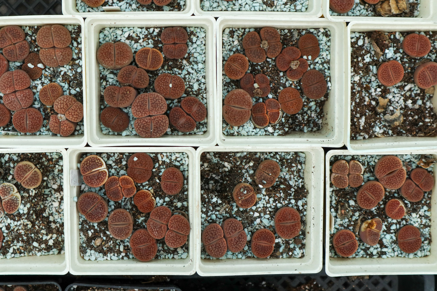 Lithops