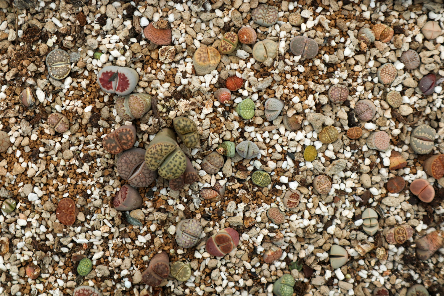 Lithops