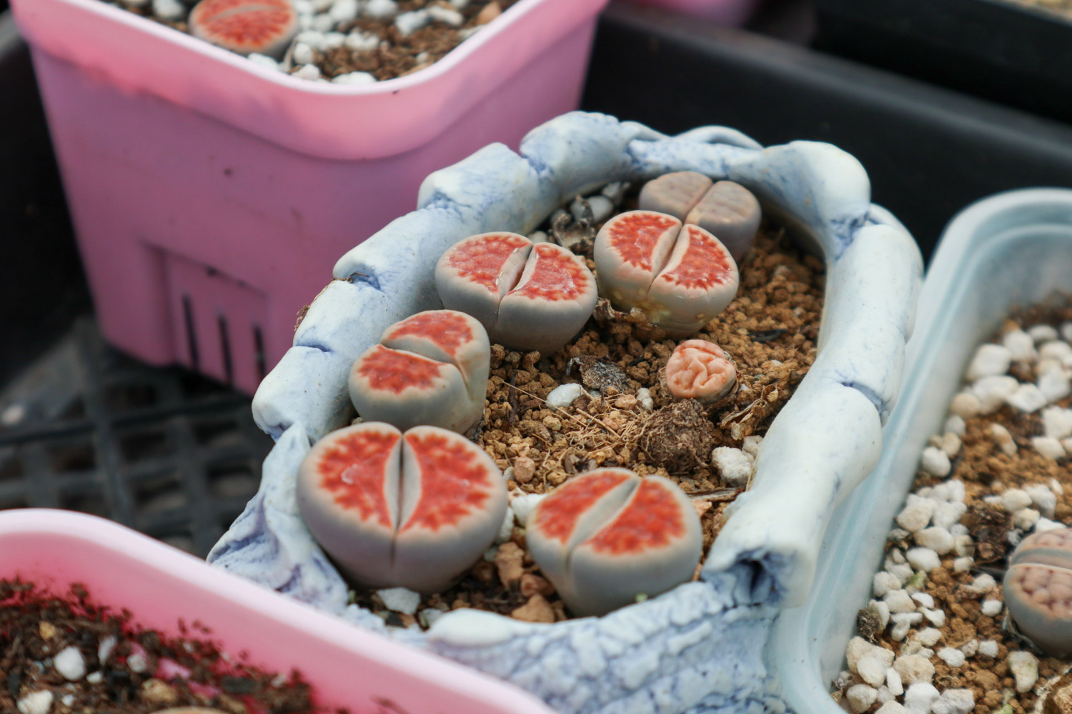 Lithops