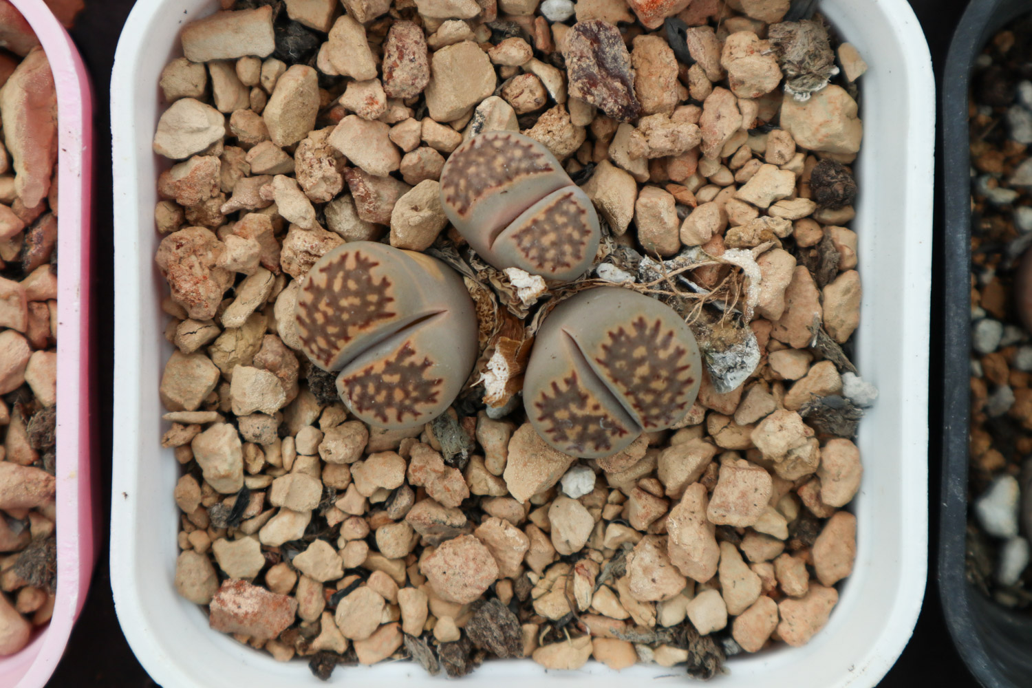 Lithops