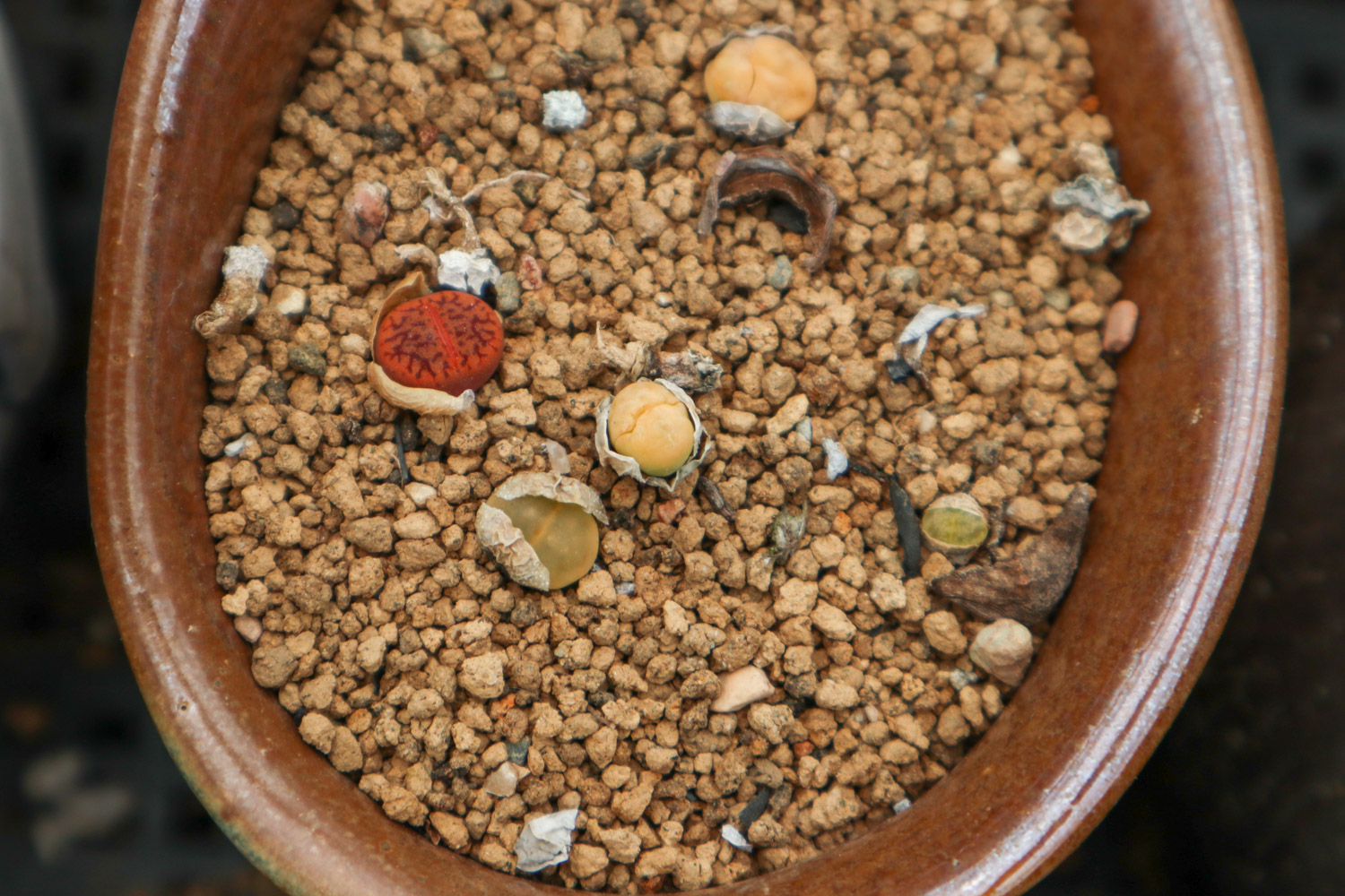 Lithops