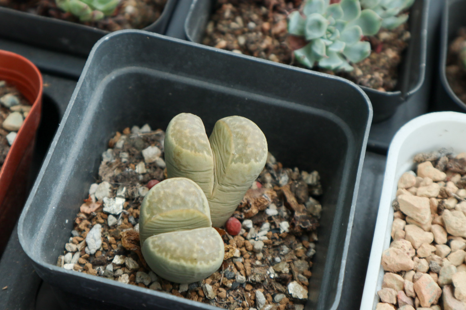 Lithops