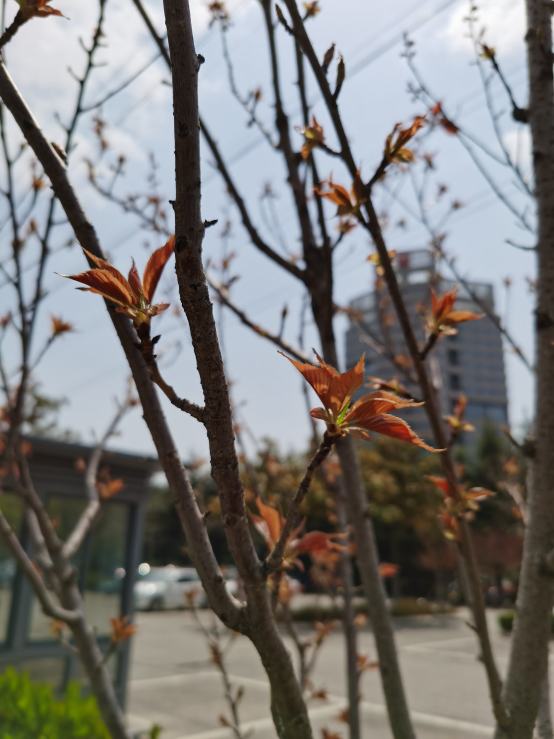 cherry blossoms