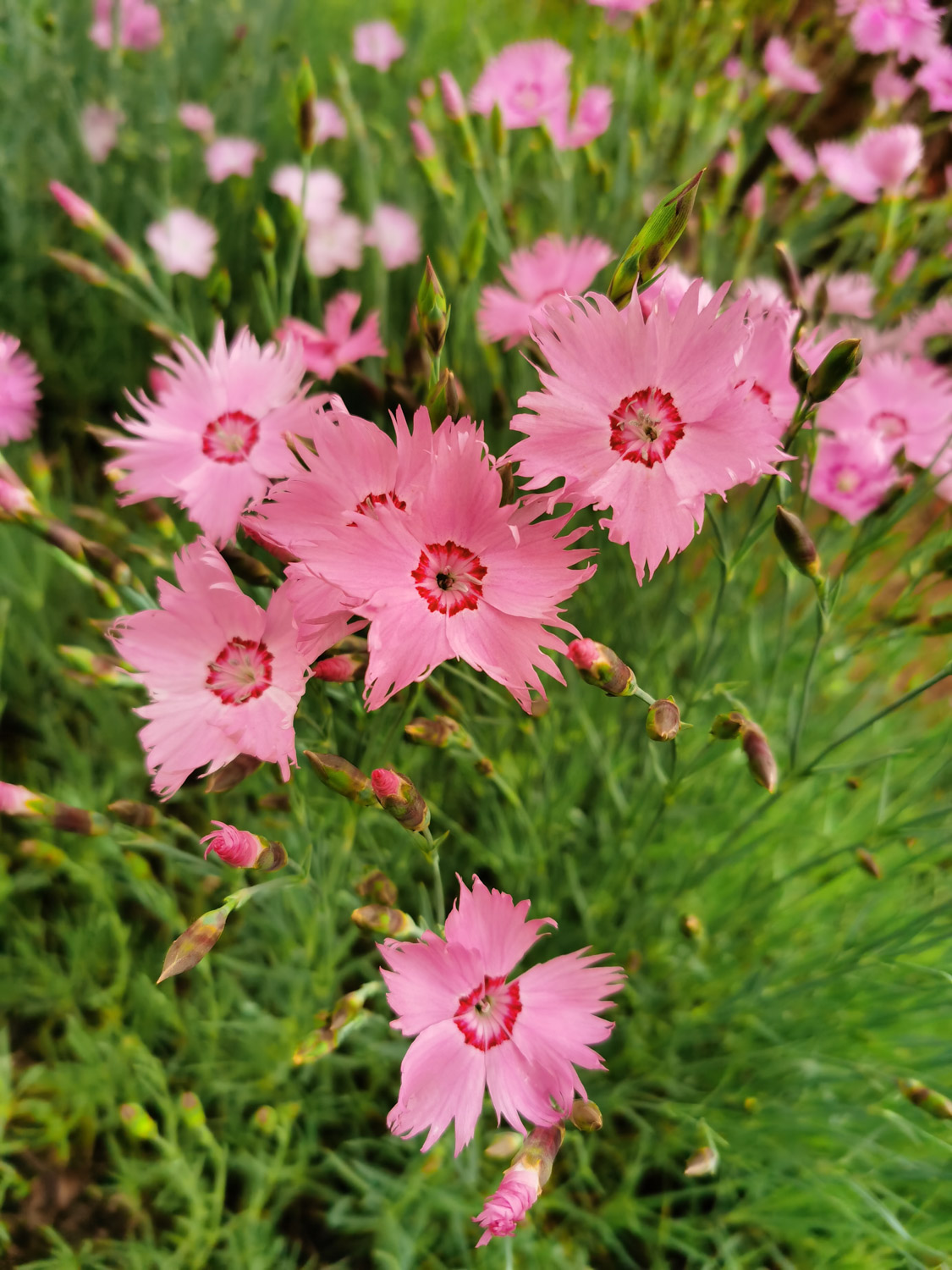 dianthus