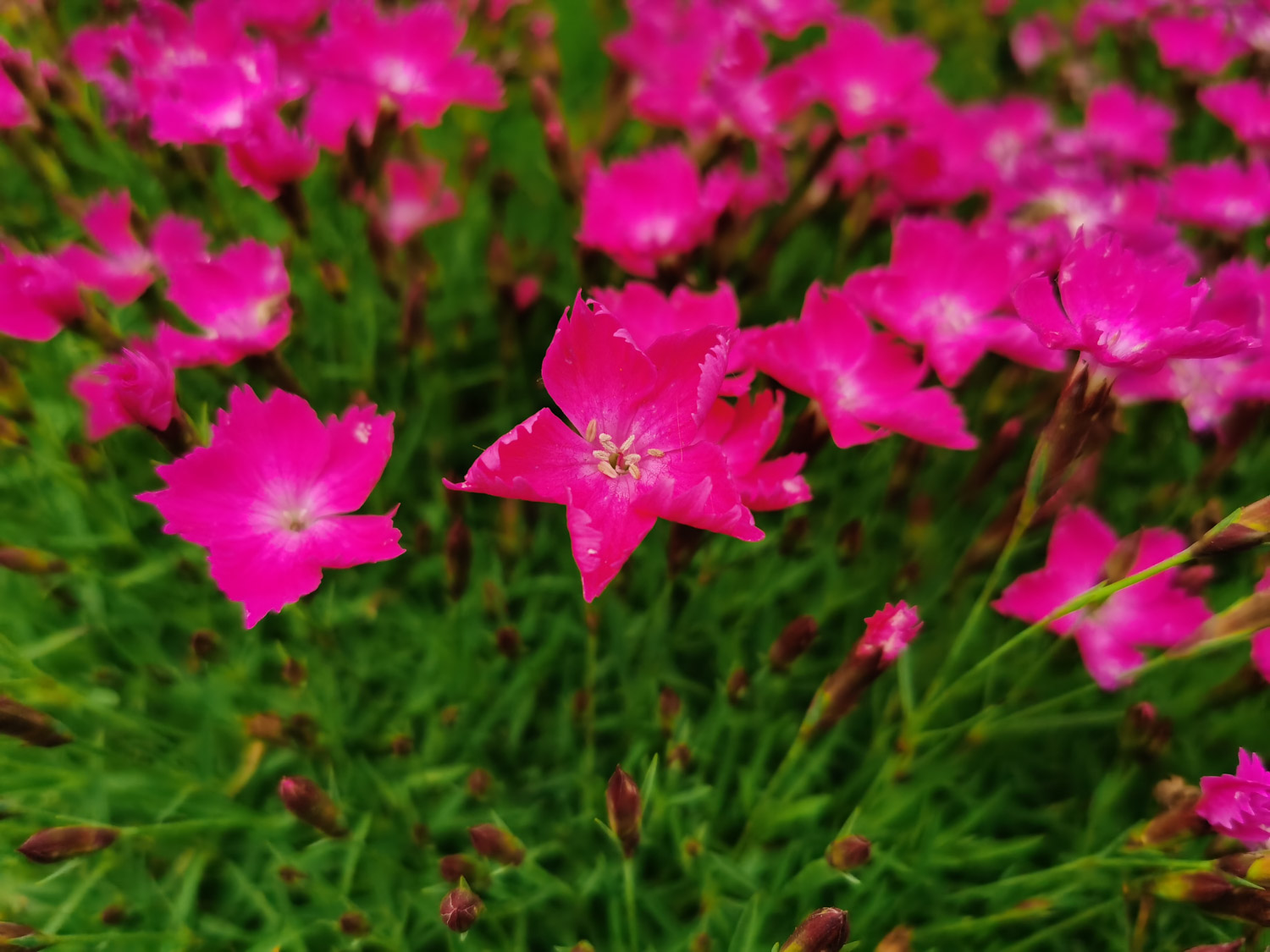 dianthus