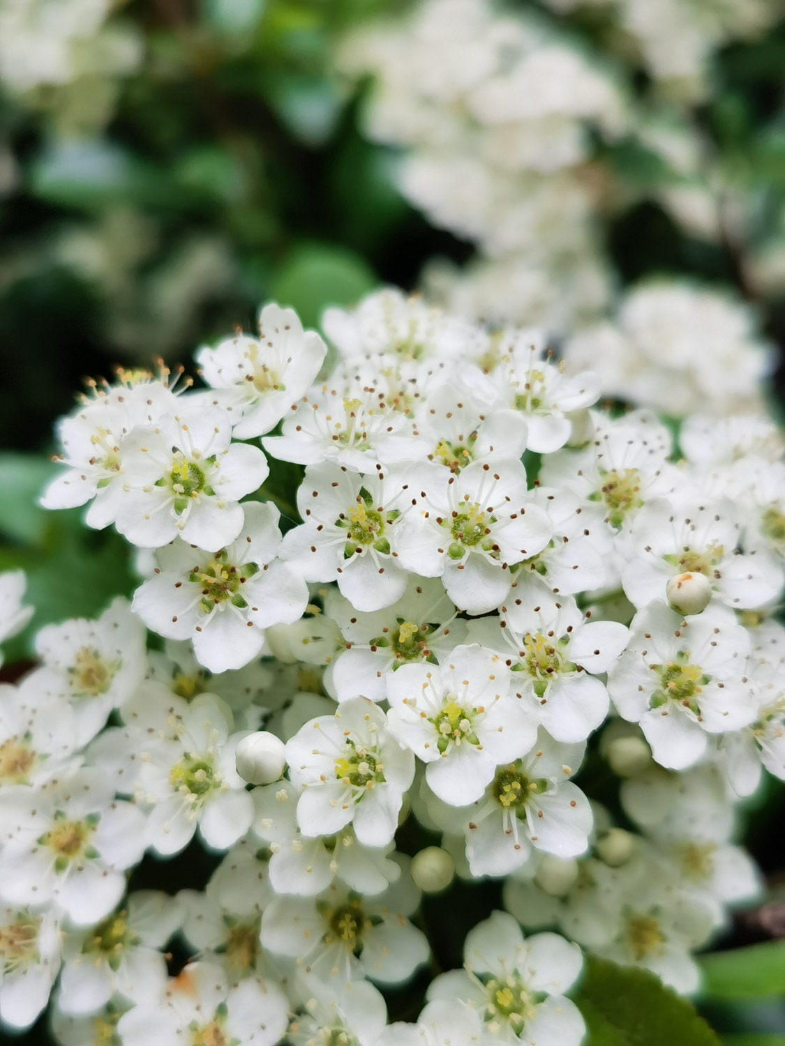 pyracantha