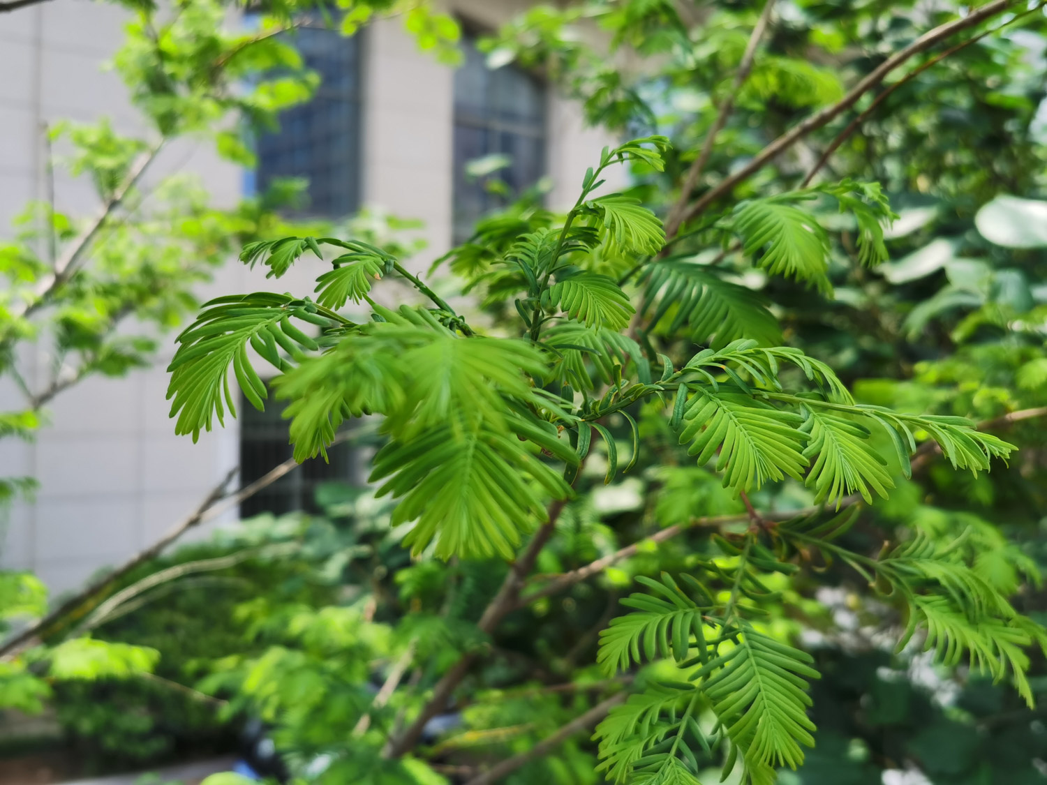 metasequoia