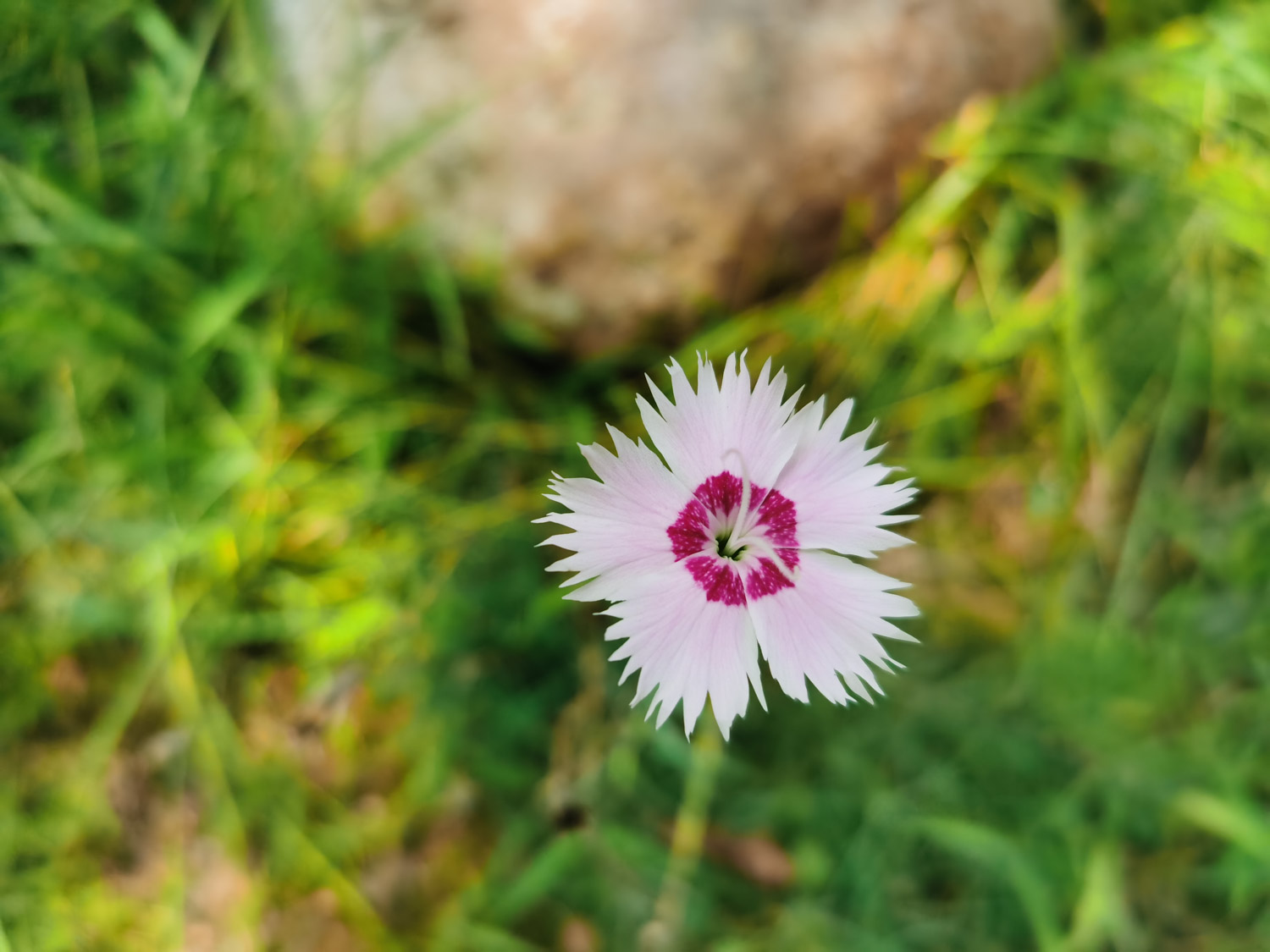 dianthus