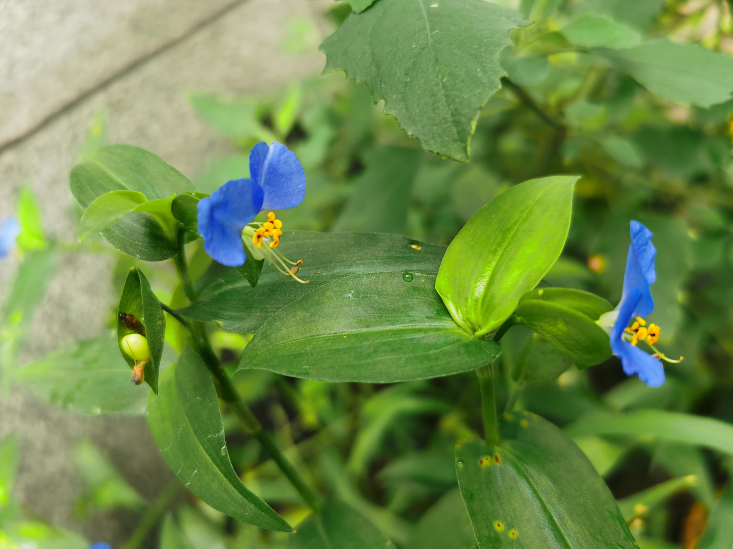 Asiatic dayflower