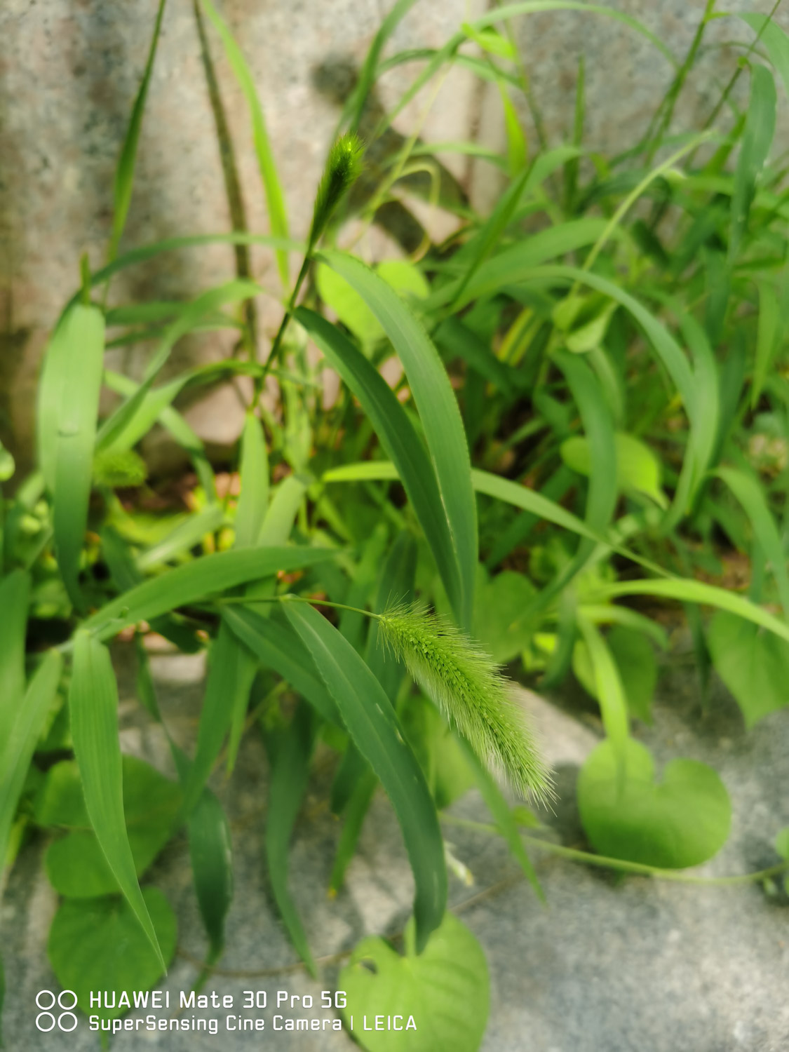 Green bristlegrass