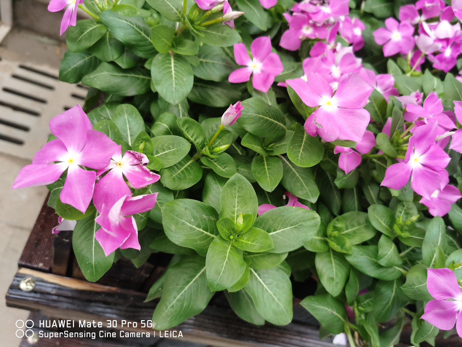 Madagascar rosy periwinkle