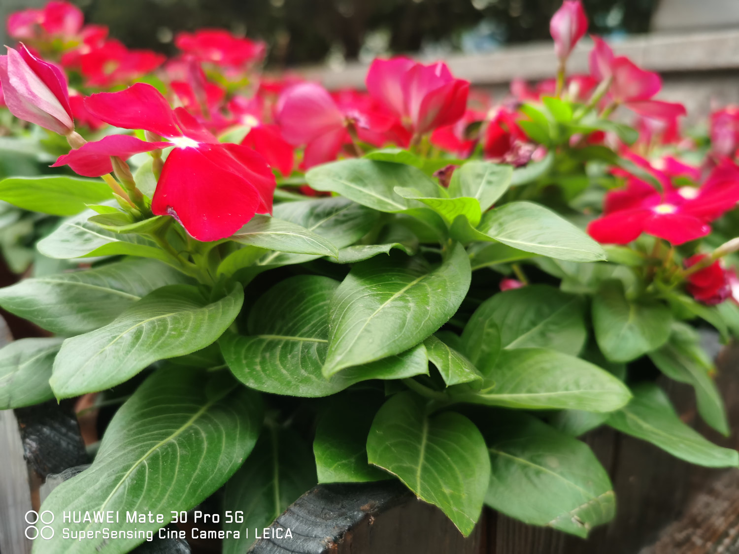 Madagascar rosy periwinkle