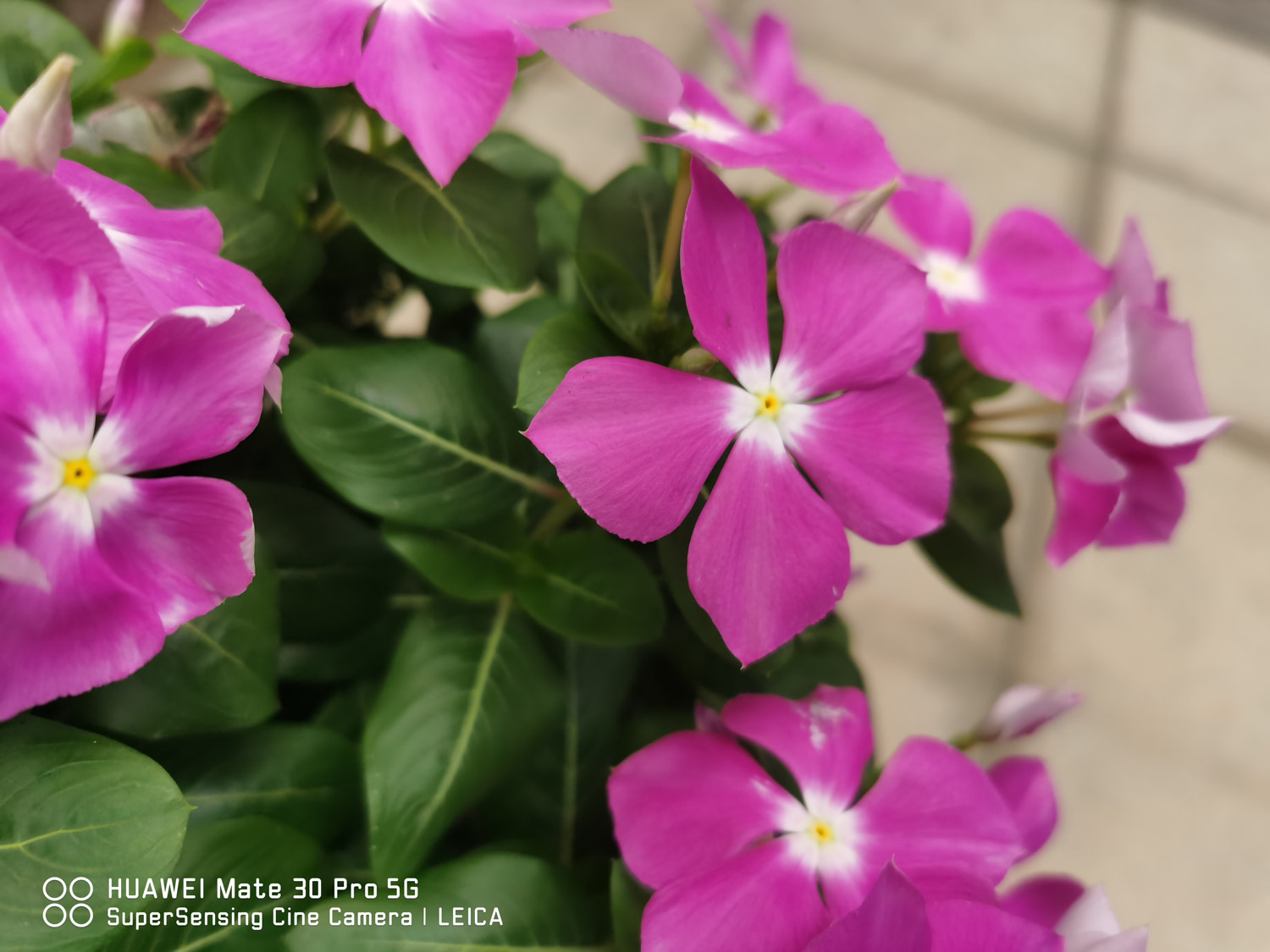 Madagascar rosy periwinkle