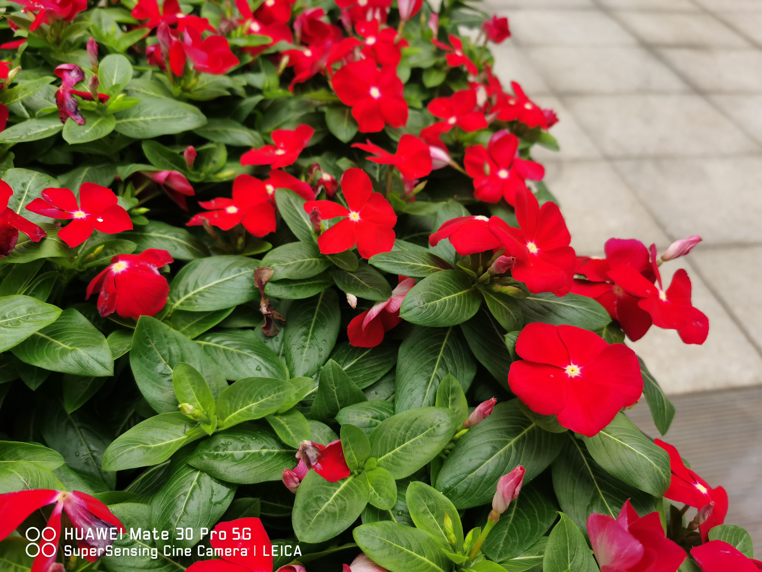 Madagascar rosy periwinkle