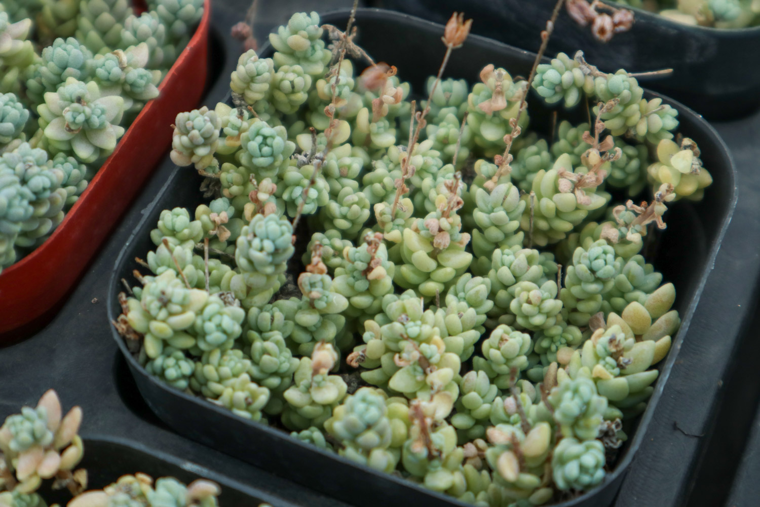 Sedum dasyphyllum 