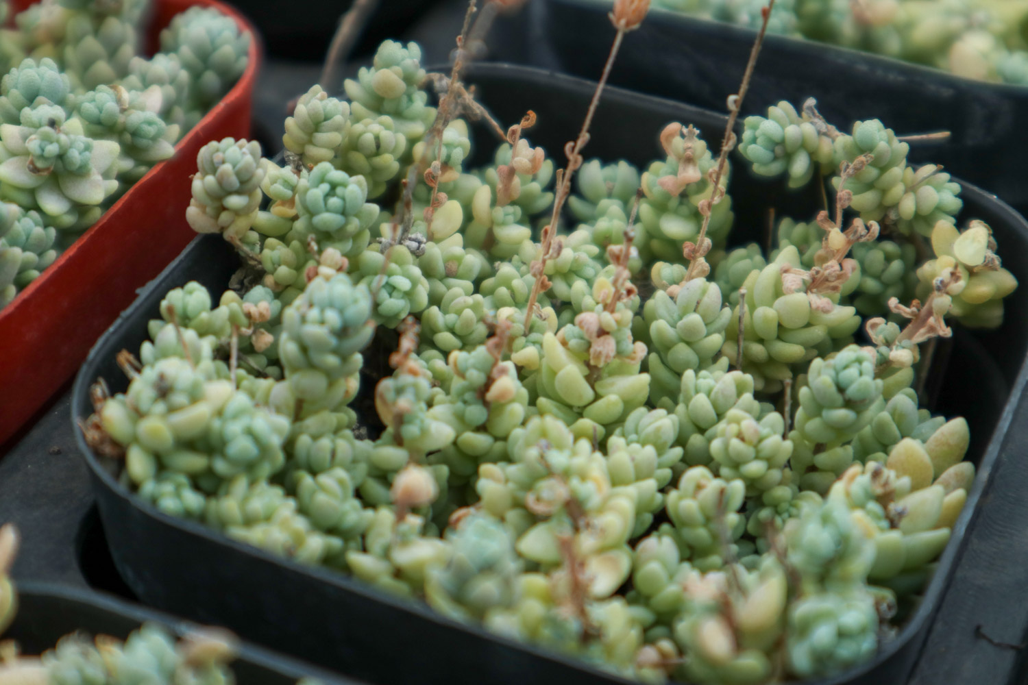 Sedum dasyphyllum 