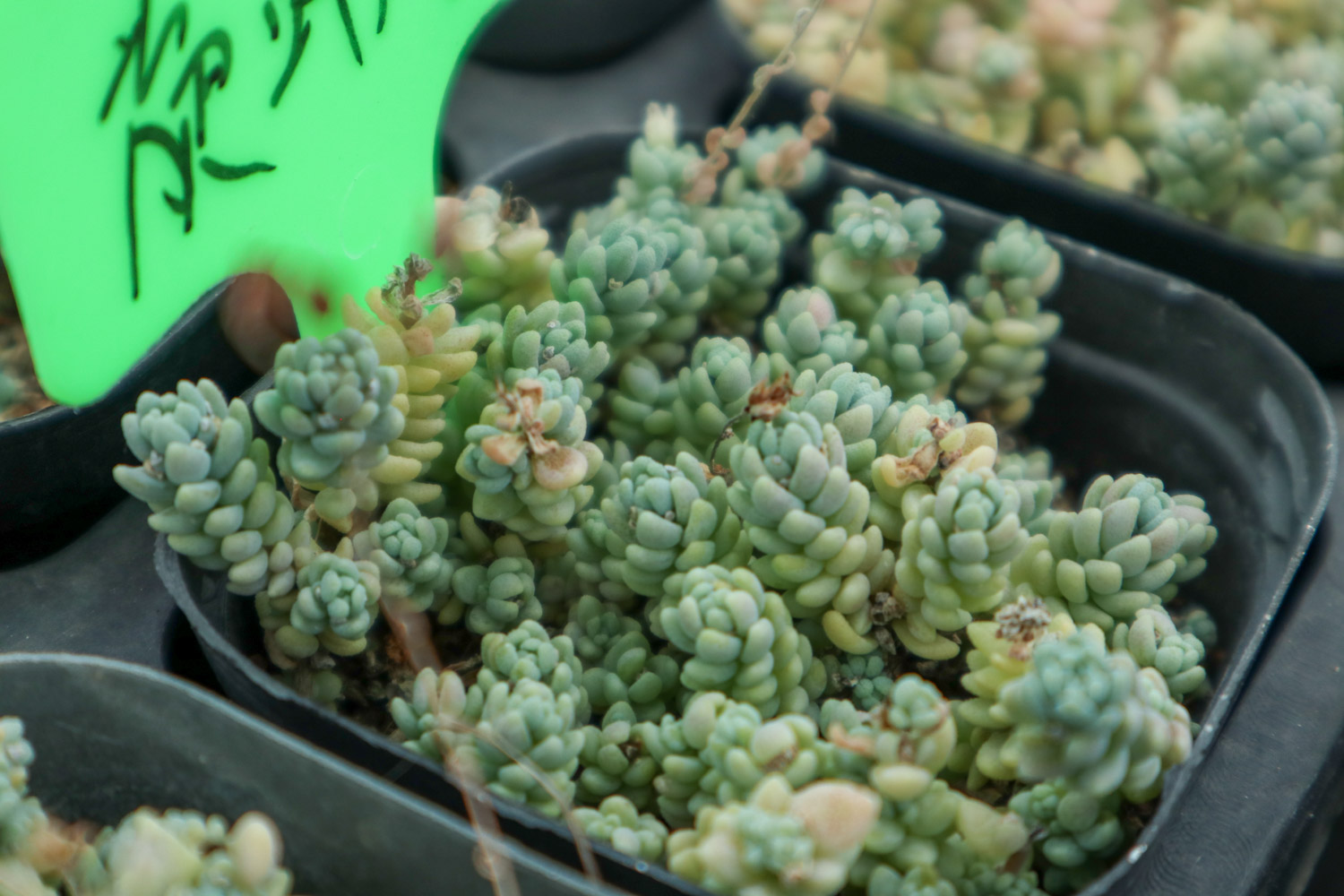 Sedum dasyphyllum 