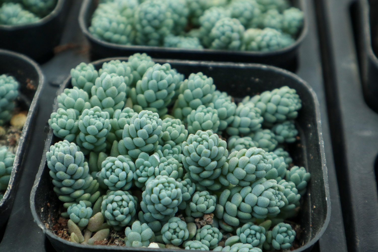 Sedum dasyphyllum 