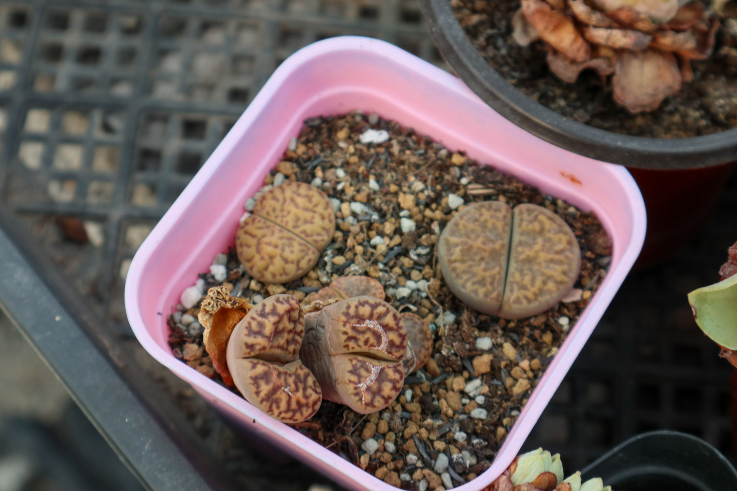 Lithops