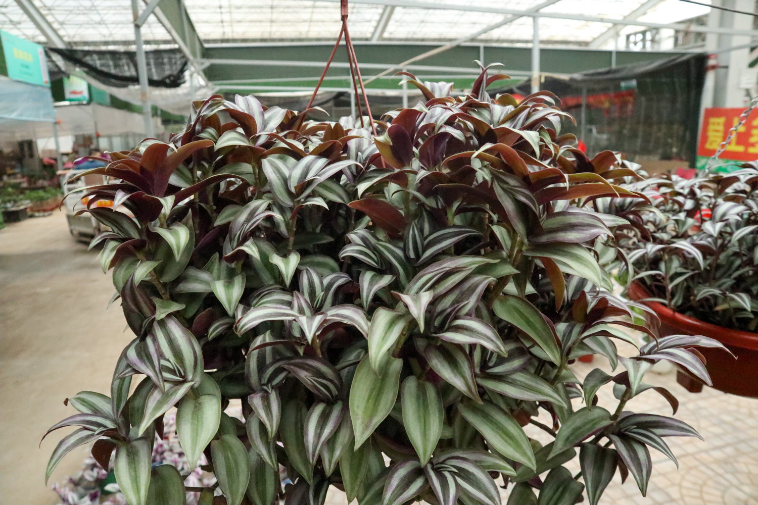 wandering jew