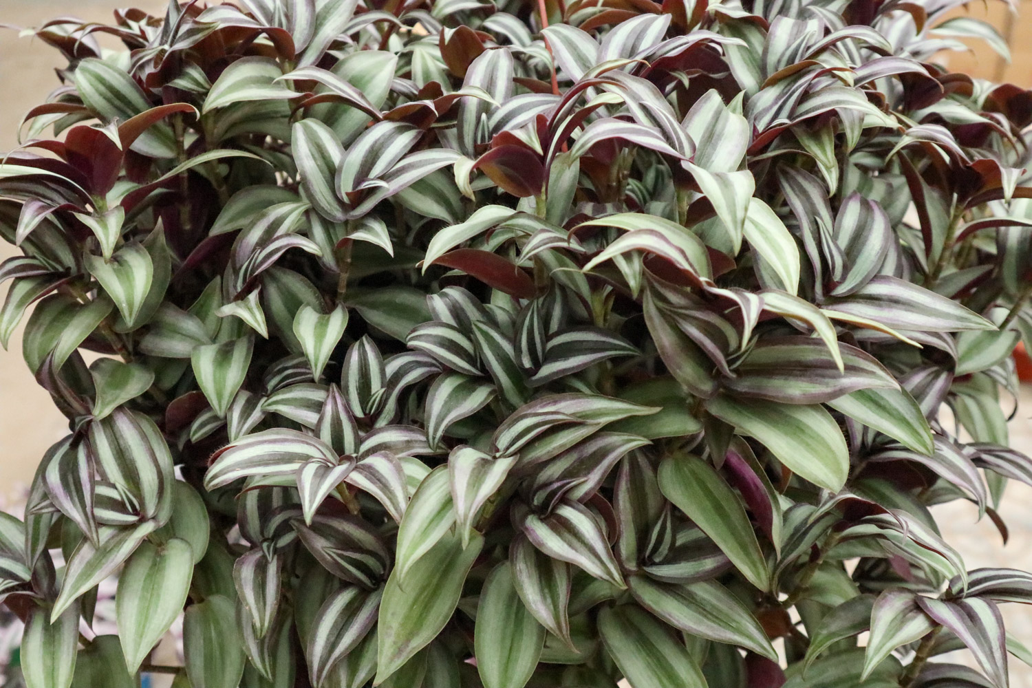 wandering jew